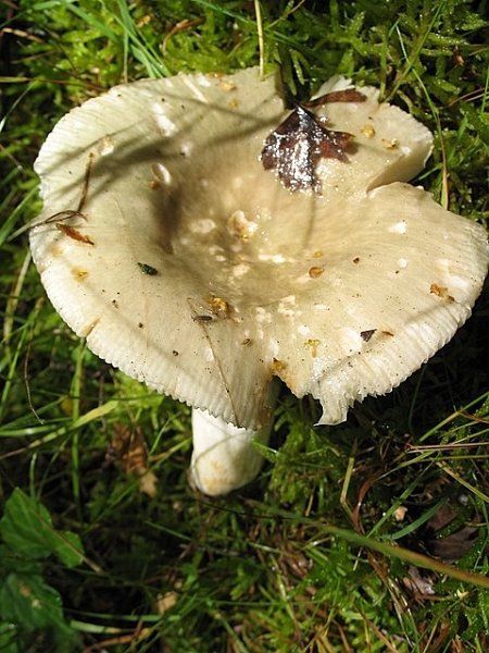 Russula aeruginea  